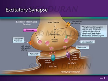  Excitatory Synapse 