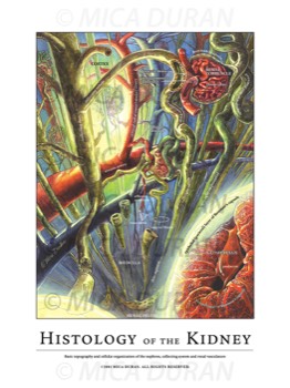  Histology of the Nephron 