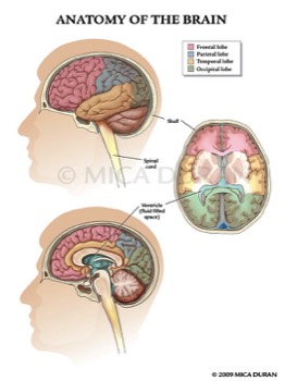  Anatomy of the Brain 