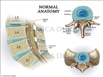 Normal L4-L5 Spinal Anatomy 