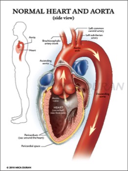  Anatomy of Aotra: Side View 