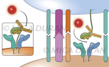  Daclizumab blocking dendritic synapse 