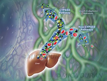  Livalo metabolism 