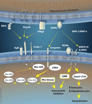  RhoA pathway 